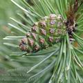 Pinus_uncinata_af3125