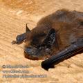 Pipistrellus_pipistrellus_e3313