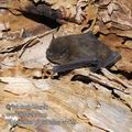 Pipistrellus_pipistrellus_e4423