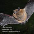 Pipistrellus_pipistrellus_e4431