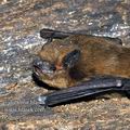 Pipistrellus_pipistrellus_fc7401