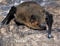 Pipistrellus_pipistrellus_fc7403