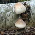 Piptoporus_betulinus_a5813