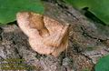 Plagodis_pulveraria_2934