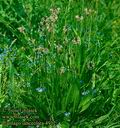 Plantago_lanceolata_4912