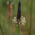 Plantago_lanceolata_ab5277