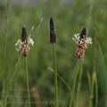 Plantago_lanceolata_ab5279