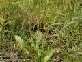 Plantago_major_a482