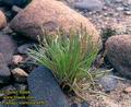 Plantago_maritima_4490