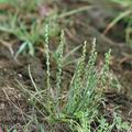 Plantago_tenuiflora_af0768