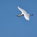 Platalea_alba_bb0873