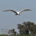 Platalea_alba_fb0835