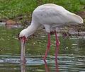 Platalea_alba_pa2190273