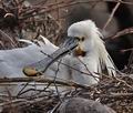 Platalea_leucorodia_br0368