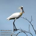 Platalea_leucorodia_da4419