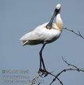 Platalea_leucorodia_da4516