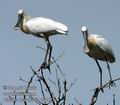 Platalea_leucorodia_da4525