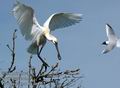 Platalea_leucorodia_da4565