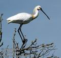 Platalea_leucorodia_da4570