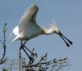 Platalea_leucorodia_da4573