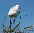 Platalea_leucorodia_da4581