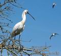 Platalea_leucorodia_da4638