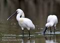 Platalea_leucorodia_fb7880