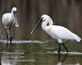 Platalea_leucorodia_fb7884