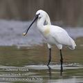 Platalea_leucorodia_fb7894