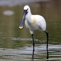 Platalea_leucorodia_fb7908