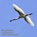 Platalea_leucorodia_fc0539