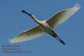 Platalea_leucorodia_kb5257