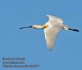 Platalea_leucorodia_kb5337