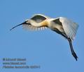 Platalea_leucorodia_kb5341