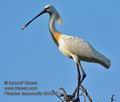 Platalea_leucorodia_kb5346