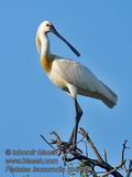 Platalea_leucorodia_kb5362