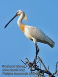 Platalea_leucorodia_kb5365