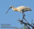 Platalea_leucorodia_kb5375