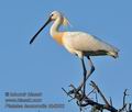 Platalea_leucorodia_kb5382