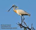 Platalea_leucorodia_kb5385