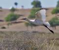 Platalea_leucorodia_pb069245