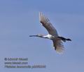 Platalea_leucorodia_pb069248