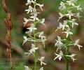 Platanthera_bifolia_ae9746