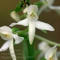 Platanthera_bifolia_ae9765