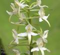 Platanthera_bifolia_ae9797