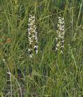 Platanthera_bifolia_br8627