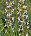 Platanthera_bifolia_br8646