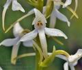 Platanthera_bifolia_br8659