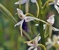 Platanthera_bifolia_br8665