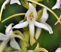 Platanthera_bifolia_br8684